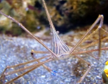 Spider crab (Stenorhynchus seticornis)