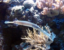 Rurecznica (Aulostomus chinensis)